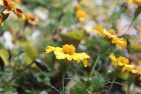 Flower Nature Spring