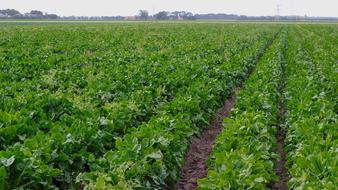 green cropland