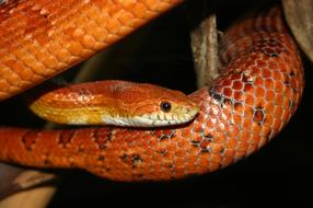 Orange Corn Snake