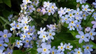 Flower Forget Me Not