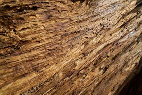 Tree Texture Wood-Fibre Boards