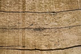 Tree Texture Wood-Fibre Boards