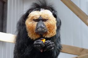 Saki Monkey Sakis