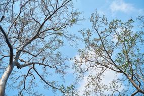 Tree Branch Wood-Fibre Boards