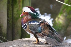 Mandarin Duck Birds