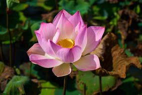 Lotus Plant Flower
