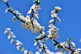 Plum Blossom Bloom