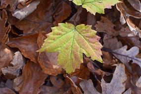Maple Turning Color Seedling Tree