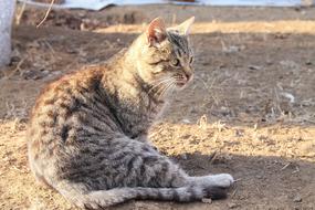 Nature Animals Mammals