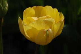 Nature Plant Tulip
