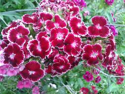 Chichewa Purple White Nature Plant