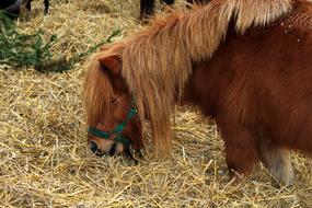 Pony Animals Hay