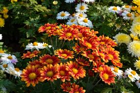 Flower Chichewa Live Vivid Color