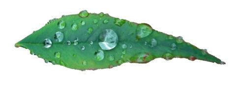 Leaf Southern Sky Japan