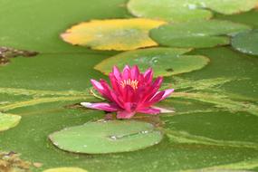 Madeira Water Lily Blossom