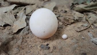 Nature Exoskeleton Egg White