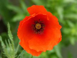 Poppy Ababol Rosella