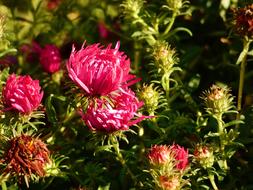 Chrysanthemum Petite Flowers
