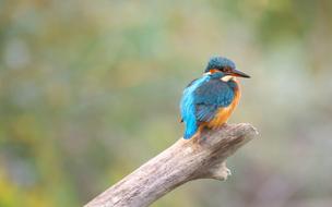 Nature Animals Birds