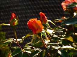 Rose Flowering Garden