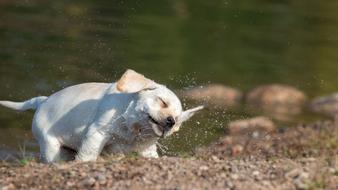 The Animal Kingdom Nature Mammals