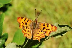 Nature Insect Butterfly Day