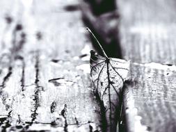 Leaf Autumn Transience Fall