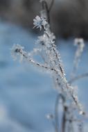 Frost Winter Snow