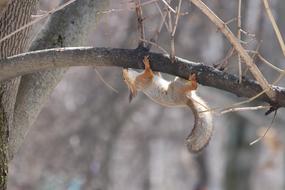 Nature Animals Living