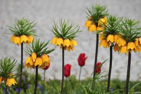 Nature Flower No One