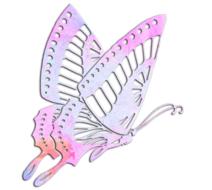 butterfly illustration image summer