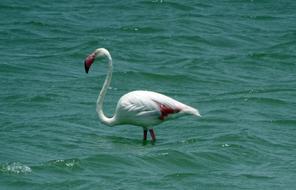 Bird Greater Flamingo