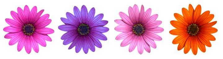 Flower Flowers Daisy