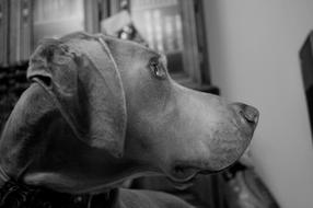 very pretty dog black and white