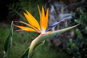 Flower Bird Of Paradise Exotic