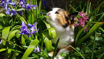 Cats Spring Nature