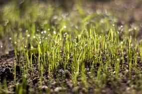 Grass Sun Rosa In The