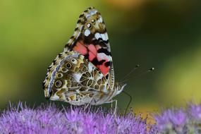 Butterfly Flora And Fauna
