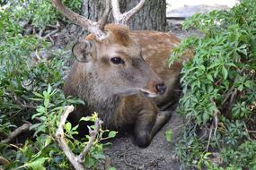 Nature Wildlife Mammal