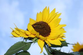 Yellow Sunflower at background of Sky