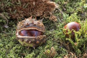Chestnut Common Rosskastanie