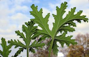 Geranium Medicinal Plants Potted