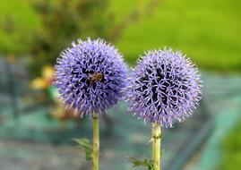 Przegorzan Milk Thistle Is Rich