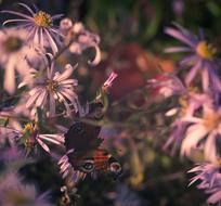 Butterfly Evening Peacock