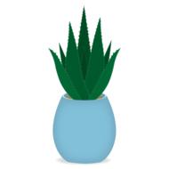 leaf aloe aloe vera vera nature