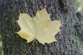 Leave Nature macro blur