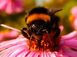Nature Insect Flower