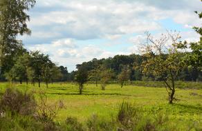 Heide Heathland Landscape