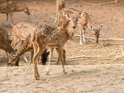 Nature Wildlife Mammal