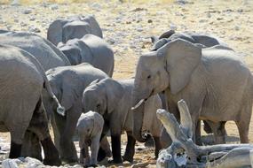 Elephant Herd Africa